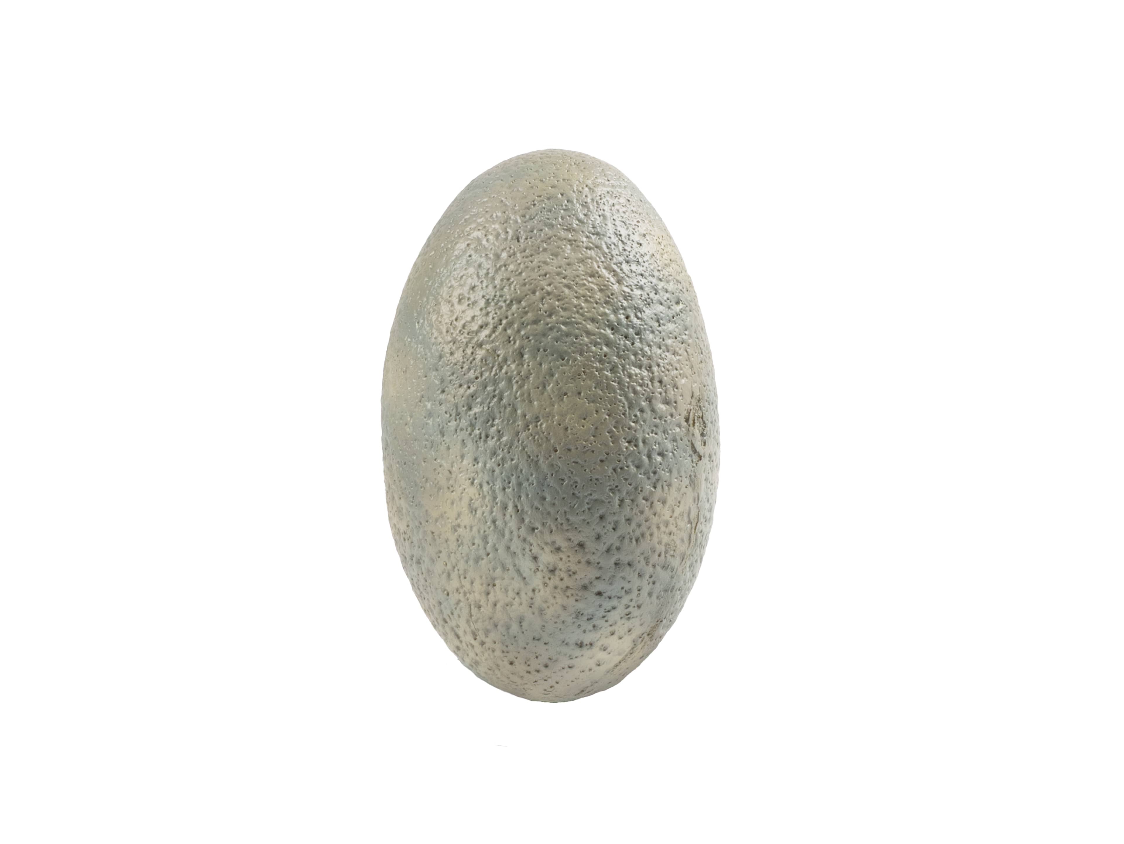 Raptor Egg 